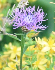 Centaurea × gerstlaueri
