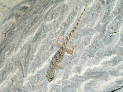 Hemidactylus flaviviridis