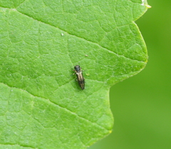 Agrilus derasofasciatus