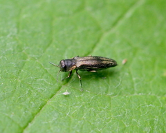 Agrilus derasofasciatus
