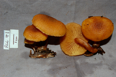 Gymnopilus lepidotus