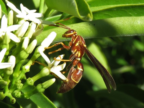 Arizona Paper Wasp