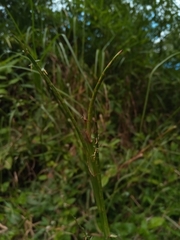 Hemarthria altissima