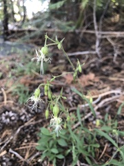 Silene lemmonii