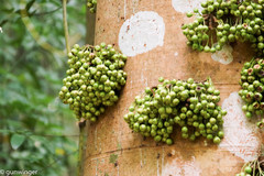 Ficus fistulosa