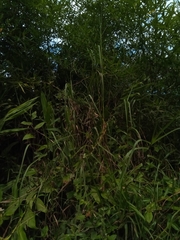 Hemarthria altissima