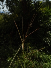 Hemarthria altissima