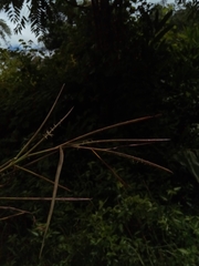 Hemarthria altissima