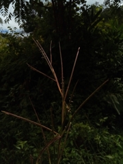 Hemarthria altissima