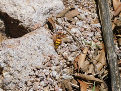 Sphecius