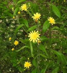 Hieracium sylvularum