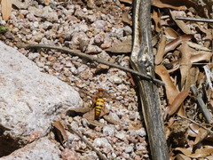 Sphecius