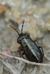 Geocoris