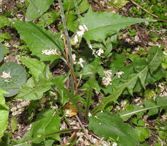 Hieracium sylvularum