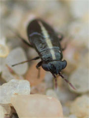 Geocoris