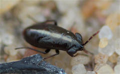 Geocoris