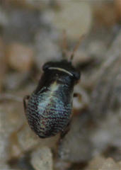 Geocoris