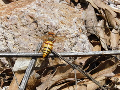 Sphecius