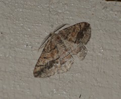 Pterospoda nigrescens