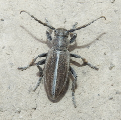 Dorcadion holosericeum