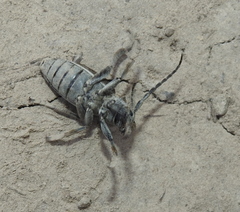 Dorcadion holosericeum