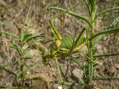 Steropleurus pseudolus