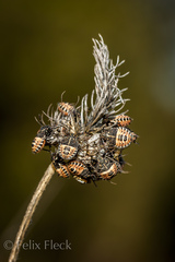 Codophila varia
