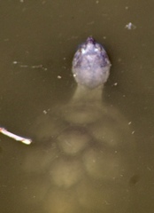 Kinosternon sonoriense