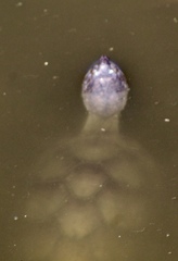 Kinosternon sonoriense