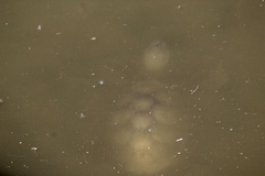 Kinosternon sonoriense