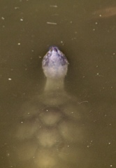 Kinosternon sonoriense