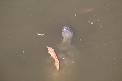 Kinosternon sonoriense