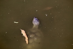 Kinosternon sonoriense