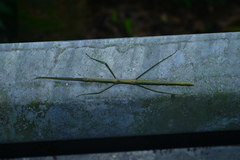 Phraortes formosanus