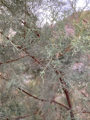 Tamarix jordanis
