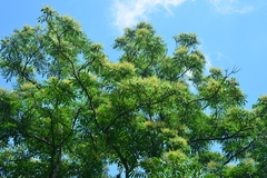 Meliosma rhoifolia