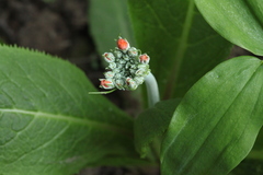 Primula bulleyana