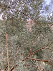 Tamarix jordanis