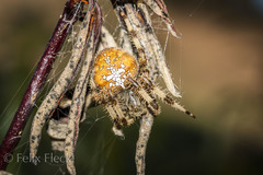 Araneus pallidus