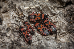 Horvathiolus guttatus