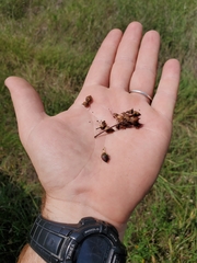 Penstemon laxiflorus