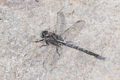 Phanogomphus borealis