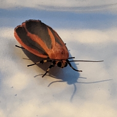 Hypoprepia miniata