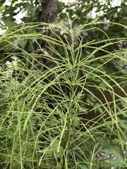 Equisetum arvense
