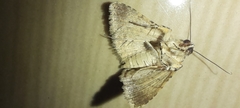 Matigramma