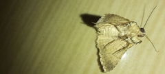 Matigramma