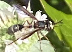 Physocephala marginata
