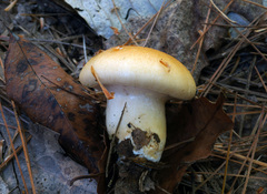 Hygrophorus flavodiscus