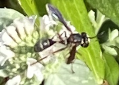 Physocephala marginata