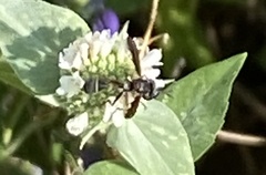 Physocephala marginata
